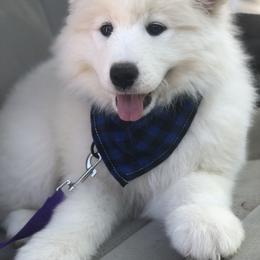 Samoyed Puppies from Morning Star Samoyeds