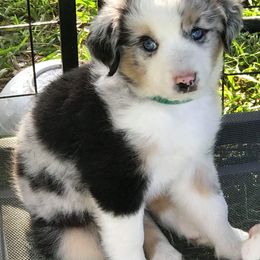 "Pretty girl Joey" Miniature Australian Shepherd Puppies from Eldorado Ranch Mini Aussies
