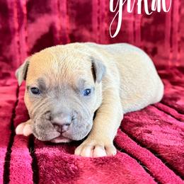Yukon - Blue fawn male American Pit Bull Terrier puppy in Nine Mile Falls, Washington from Bartin Kennels