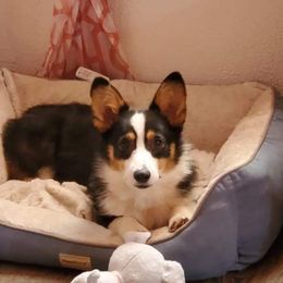 Louie - Pembroke Welsh Corgi