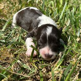 Tommy - Parti male Miniature Schnauzer puppy in Clover, South Carolina from Bobo’s Babies Kennels