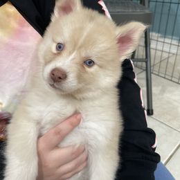Pomsky Puppies from Urban Sky Kennel