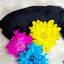 Miniature Australian Shepherds and Toy Australian Shepherds from Sand Creek Toy and Mini aussies