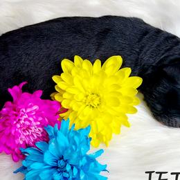Miniature Australian Shepherds and Toy Australian Shepherds from Sand Creek Toy and Mini aussies