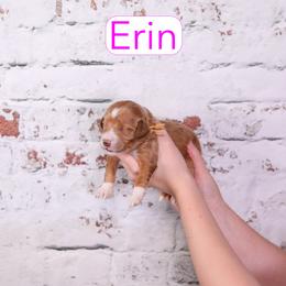 Erin - Red  female Goldendoodle puppy in Calhoun, Georgia from Happy Top Doodles