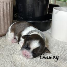Conway - Black gold and white male Cavatzu puppy in Oklahoma from Rocky Oak Cavaliers & Biewer Terriers LLC