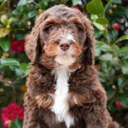 Martin - Phantom male Bernedoodle puppy in Folsom, Louisiana from DoodlesFarmCo