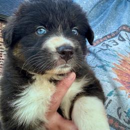 Male 2 - Black tri-color male Australian Shepherd puppy in Kaufman, Texas from Martin's Star Ranch Aussies