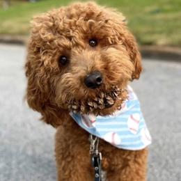 Bernedoodle and Goldendoodle All Grown Up from Dainty Doodle Dogs