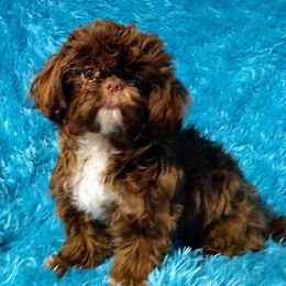 Josie or JoJo - Shih Tzu
