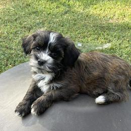 Havanese from Have A Havanese Puppy