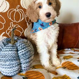 Buffy - Yellow and white female Bernedoodle puppy in High Point, North Carolina from Kingsfield Doodles