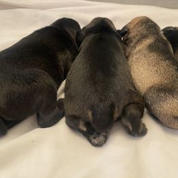 Green - Black and silver female Miniature Schnauzer puppy in Lehigh Acres, Florida from Regency Schnauzer