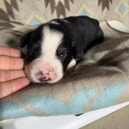 Sweet Girl 9-Black Tri - Black tri-color female Australian Shepherd puppy in Mayfield, Kentucky from Hamilton Farms