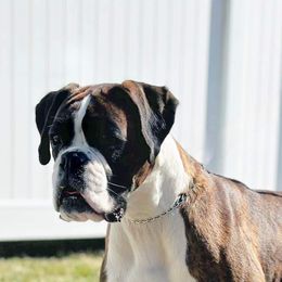 Riley - Boxer