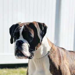 Riley - Boxer