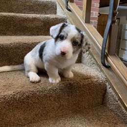Boy 4 - Cardigan Welsh Corgi puppy in Amsterdam, New York from Castle Cardigan Welsh Corgis
