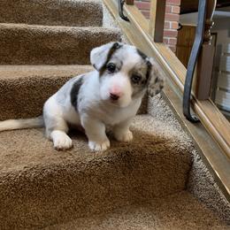 Boy 4 - Cardigan Welsh Corgi puppy in Amsterdam, New York from Castle Cardigan Welsh Corgis