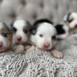 Arctic🌊 - Blue merle male Miniature Australian Shepherd puppy in Granbury, Texas from Triple Cross Doodles