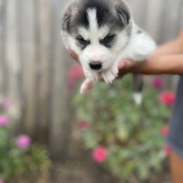 Siberian Husky Puppies from Husky Love and Pups