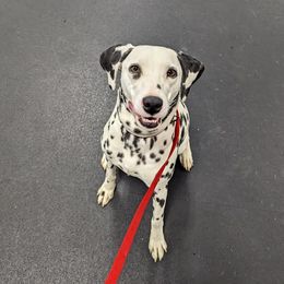 Sky - Dalmatian