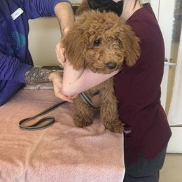 Goldendoodle Puppies from Dream Lake Doodles