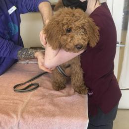 Goldendoodle Puppies from Dream Lake Doodles
