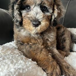 Rhett - Merle male Goldendoodle puppy in Ottawa, Ohio from Simply Beautiful Goldendoodles