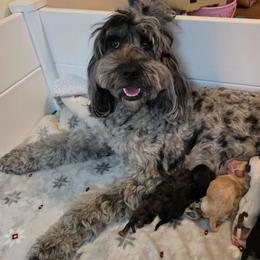 Cornbread - Tri-color male Australian Labradoodle puppy in Connersville, Indiana from Dessie's Doodles
