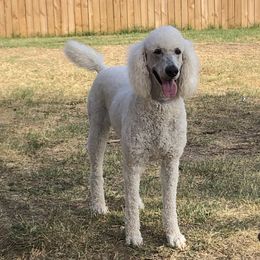 Poodles from Myers Family Standard Poodles