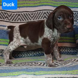 Duck - Liver roan male German Shorthaired Pointer puppy in Elberta, Alabama from Old Orchard Farm