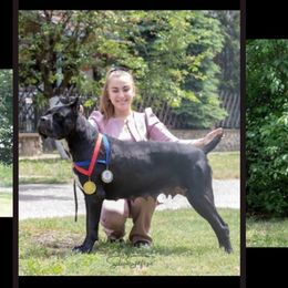 Daisy - Cane Corso