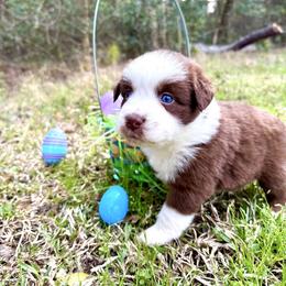 Reba - Red & white female Australian Shepherd puppy in Winnabow, North Carolina from Lazy Dayz Ranch