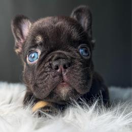 Olie - Black and tan male French Bulldog puppy in Porter, Texas from Whatabulldog