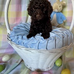 Goldendoodle Puppies from Our Darling Doodles