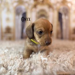 Onxy - Red male Dachshund puppy in Rainier, Oregon from Doxies in Wonderland