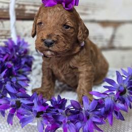 Scarlett - Red  female Goldendoodle puppy in Austin, Texas from Austin Doodles & Poodles