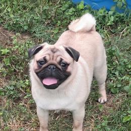Grits - Pug