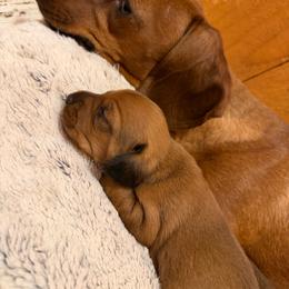 Catlin - Sable female Dachshund puppy in Madisonville, Texas from Little B’s Dachshund Farm