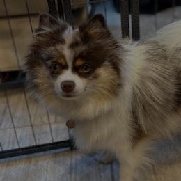 Pomeranians from Countryside Pomeranians