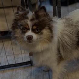 Pomeranians from Countryside Pomeranians