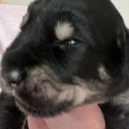 Red Collar - Pepper and salt male Giant Schnauzer puppy in Atoka, Oklahoma from Hannah's Haus & Farm