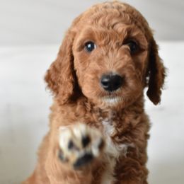 Goldendoodle Puppies from Edge Farm Goldendoodles