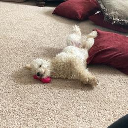 Tucker - Poodle