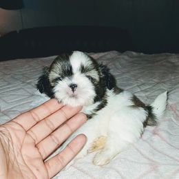 Boy 2 - Black gold and white male Shih Tzu puppy in Birmingham, Alabama from K&D kennels