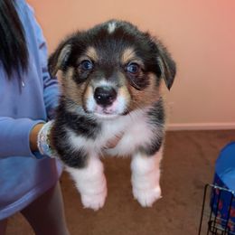 Boy 1 - Pembroke Welsh Corgi puppy in San Diego, California from Peaches Pad
