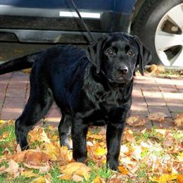 Labrador Retriever All Grown Up from Cribstone Labradors