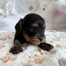 Caleb - Tri-color male Cavapoo puppy in Lebanon, Missouri from Perkins Pups