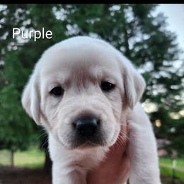 Purple collar - Yellow female Labrador Retriever puppy in Mossyrock, Washington from White River Labradors