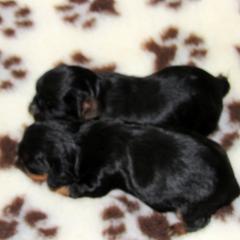 English Toy Spaniel and Pomeranian Puppies from Fairy Tale Poms & English Toy Spaniels